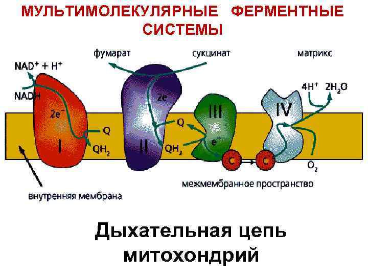 МУЛЬТИМОЛЕКУЛЯРНЫЕ ФЕРМЕНТНЫЕ СИСТЕМЫ Дыхательная цепь митохондрий 