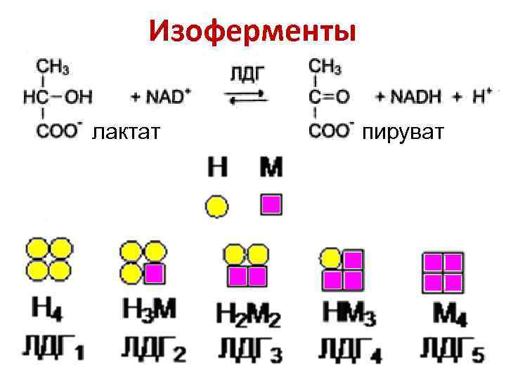 Изоферменты лактат пируват 