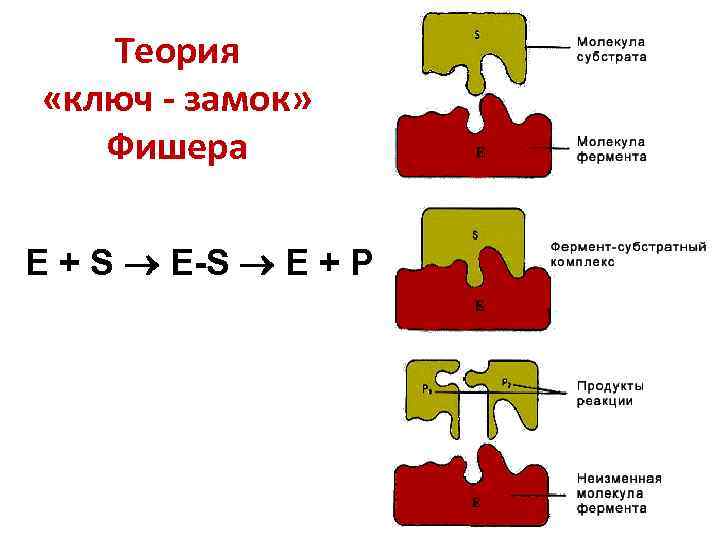 Теория «ключ - замок» Фишера E + S E-S E + P 