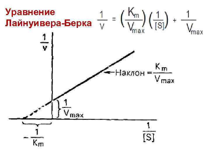 Уравнение Лайнуивера-Берка 