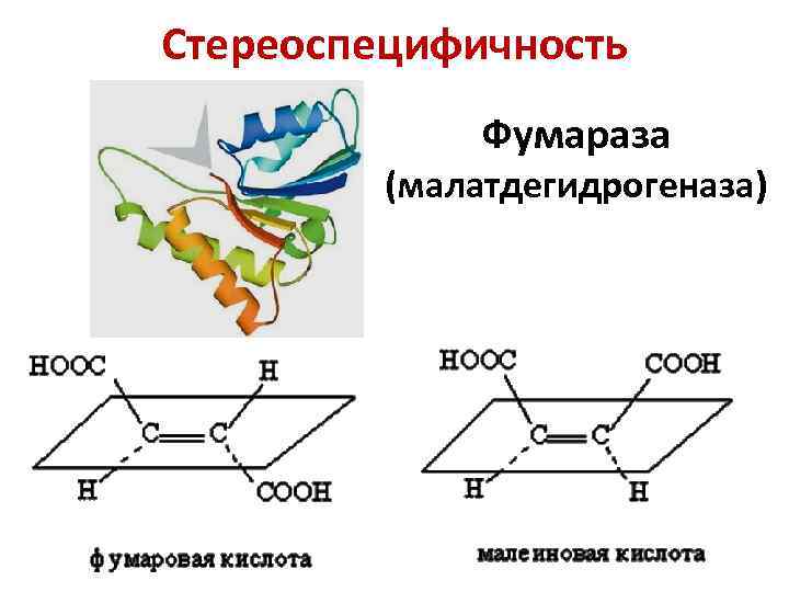 Стереоспецифичность Фумараза (малатдегидрогеназа) 