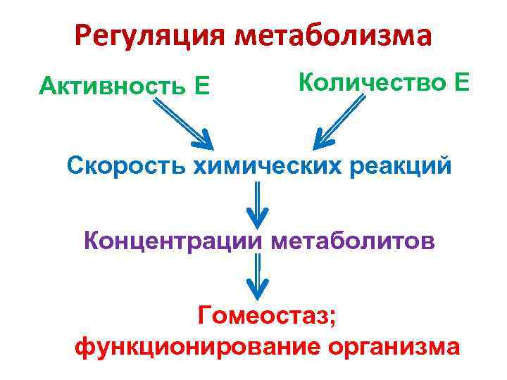 Регуляция метаболизма Активность Е Количество Е Скорость химических реакций Концентрации метаболитов Гомеостаз; функционирование организма