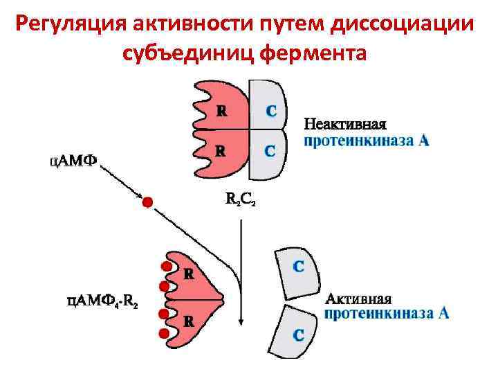 Схема получения рекомбинантного инсулина