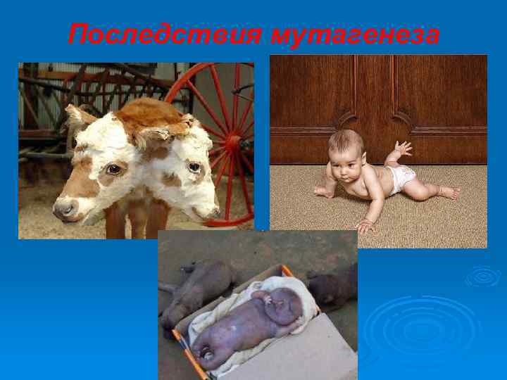 Последствия мутагенеза 