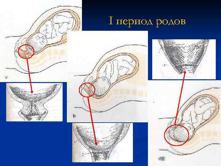 I период родов 
