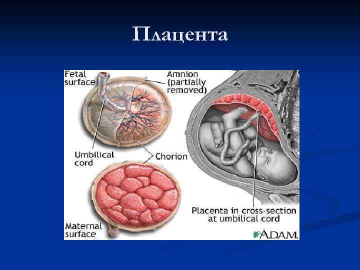 Плацента человека презентация