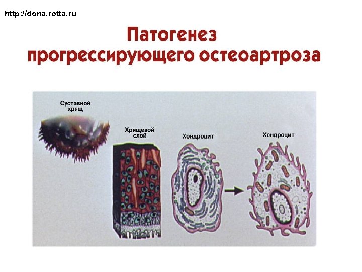 http: //dona. rotta. ru 