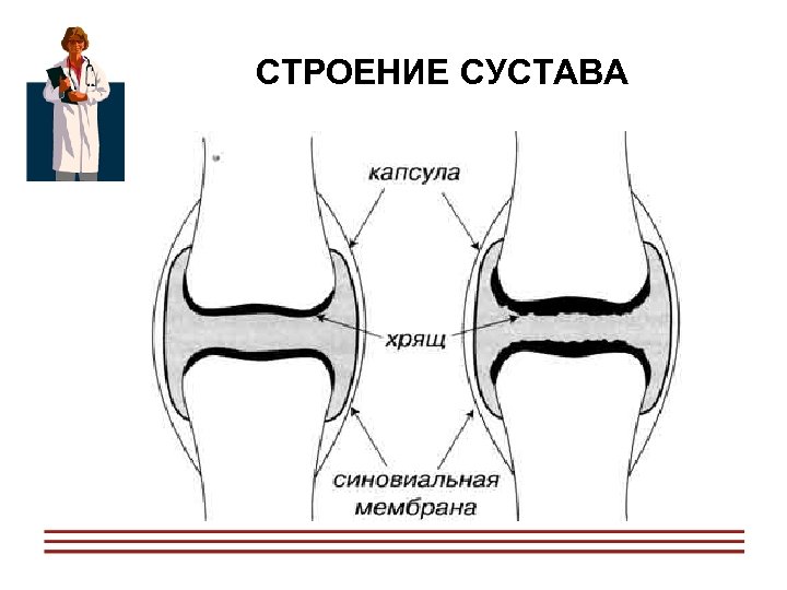 СТРОЕНИЕ СУСТАВА 
