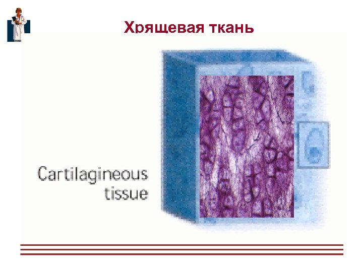Хрящевая ткань 
