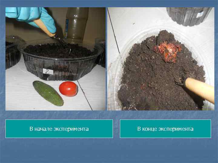 В начале эксперимента В конце эксперимента 