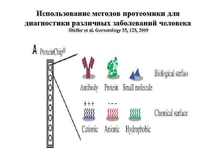 Использование методов протеомики для диагностики различных заболеваний человека Shiffer et al. Gerontology 55, 123,