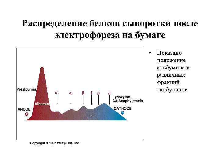 Распределение белков сыворотки после электрофореза на бумаге • Показано положение альбумина и различных фракций