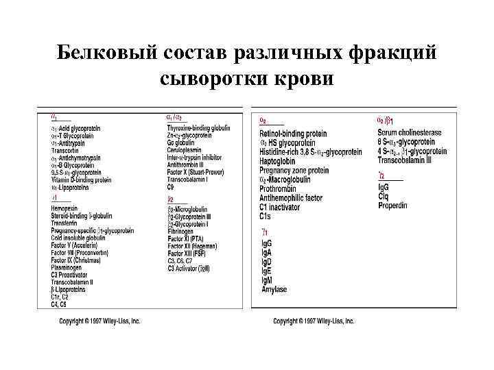 Белковый состав различных фракций сыворотки крови 