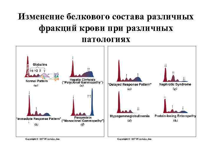 Изменение белкового состава различных фракций крови при различных патологиях 