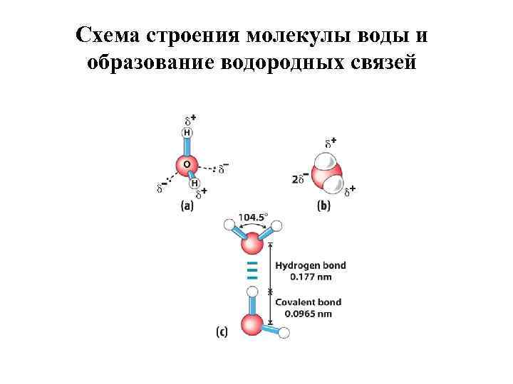 Схема строения молекулы воды и образование водородных связей 