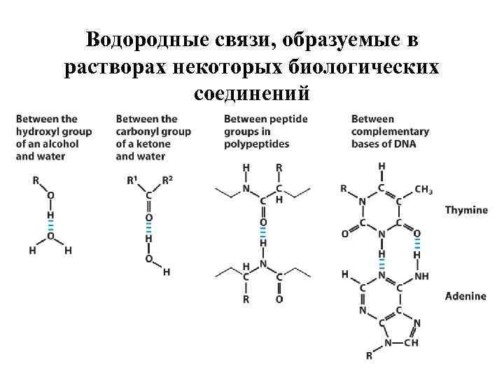 Водородные связи, образуемые в растворах некоторых биологических соединений 