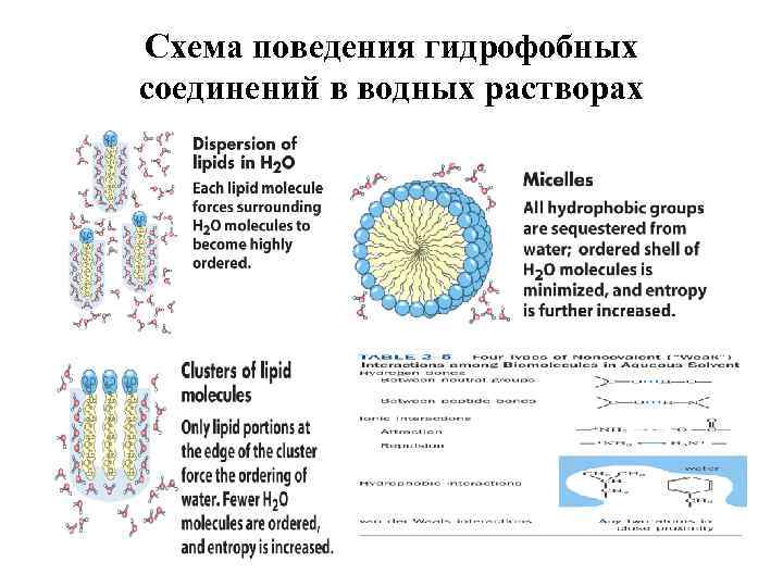 Схема поведения гидрофобных соединений в водных растворах 