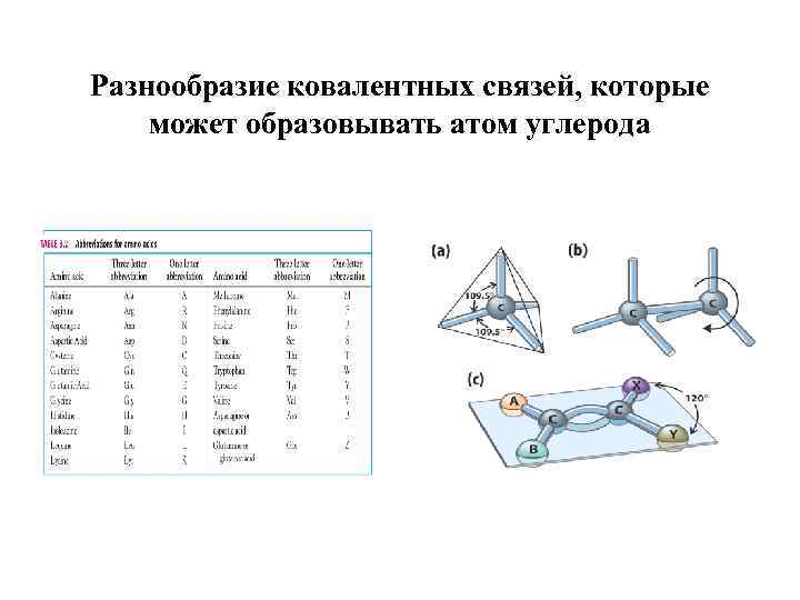 Разнообразие ковалентных связей, которые может образовывать атом углерода 