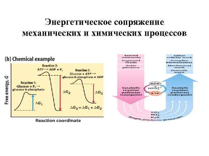 Энергетическое сопряжение механических и химических процессов 