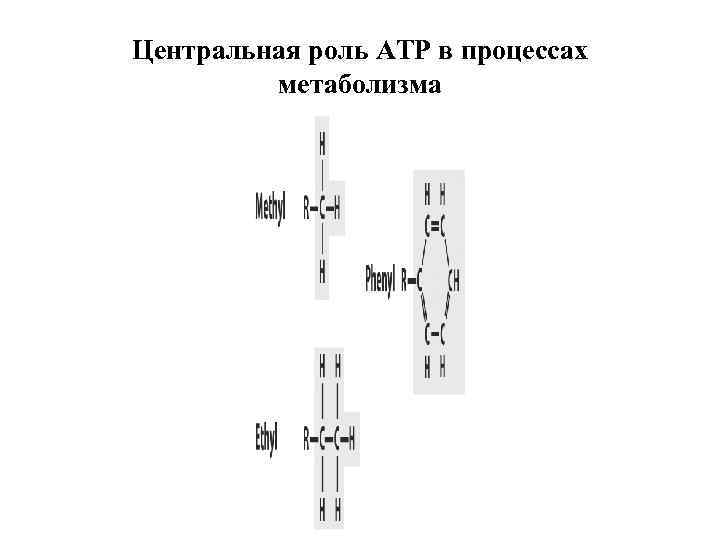 Центральная роль АТР в процессах метаболизма 