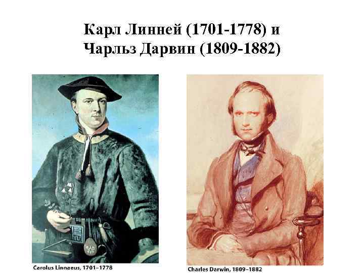 Карл Линней (1701 -1778) и Чарльз Дарвин (1809 -1882) 