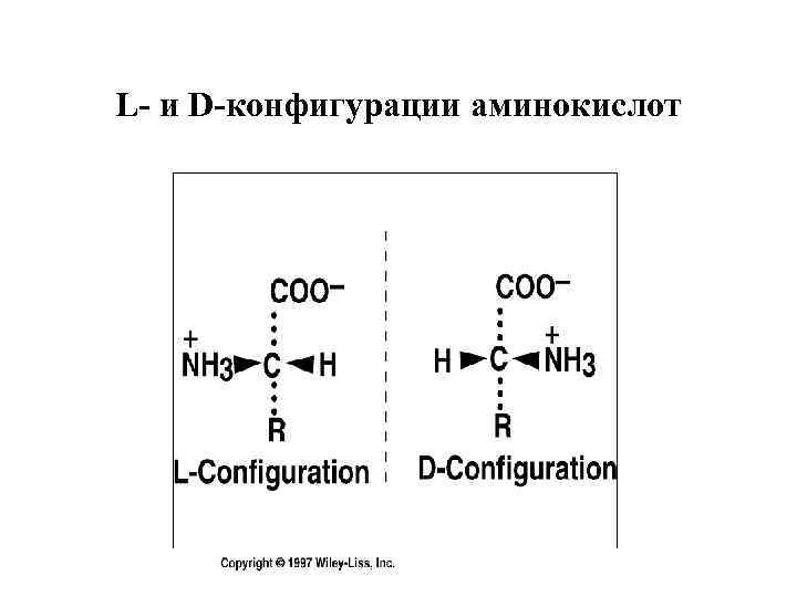 L- и D-конфигурации аминокислот 