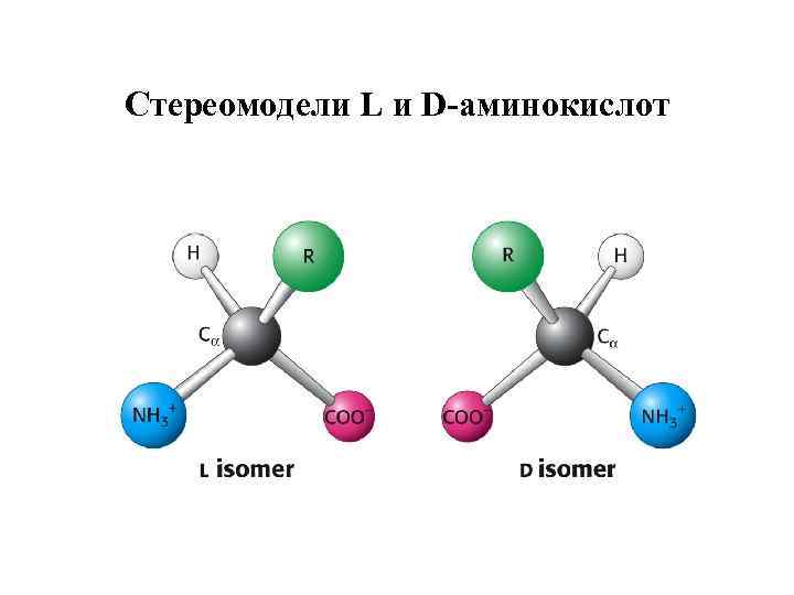 Стереомодели L и D-аминокислот 