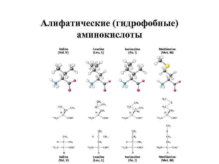 Алифатические (гидрофобные) аминокислоты 