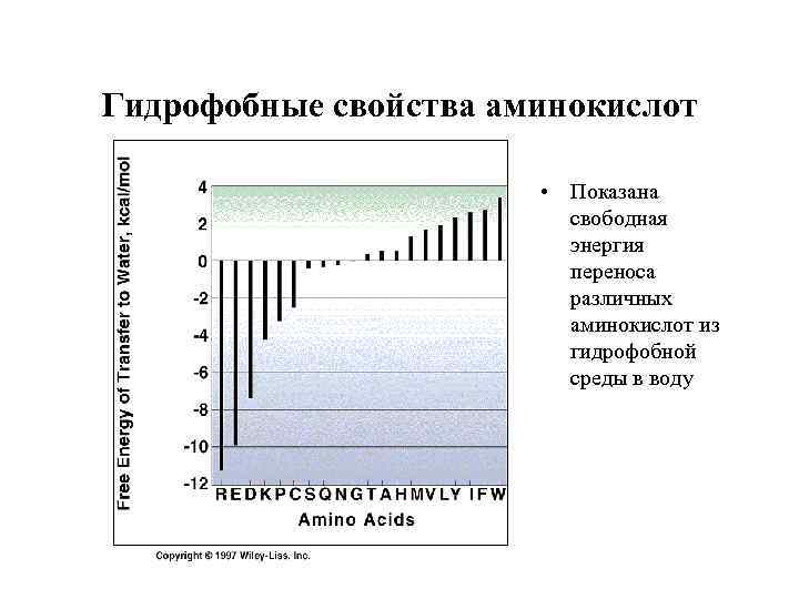 Гидрофобные свойства аминокислот • Показана свободная энергия переноса различных аминокислот из гидрофобной среды в