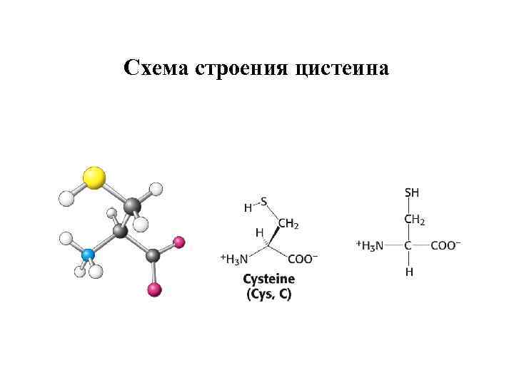 Схема строения цистеина 