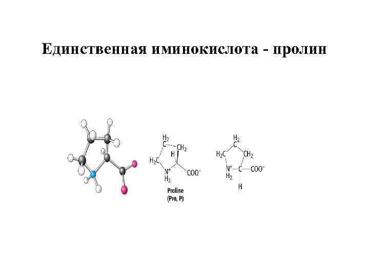 Единственная иминокислота - пролин 