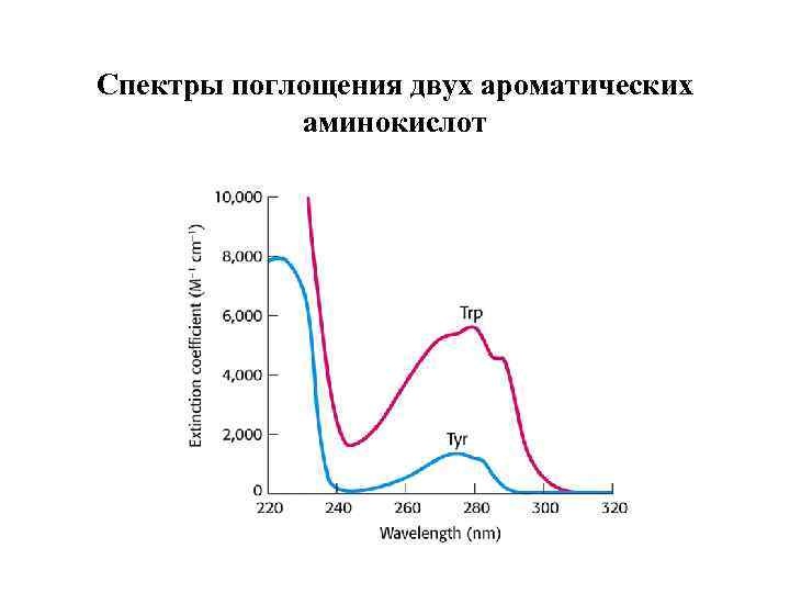 Спектры поглощения двух ароматических аминокислот 