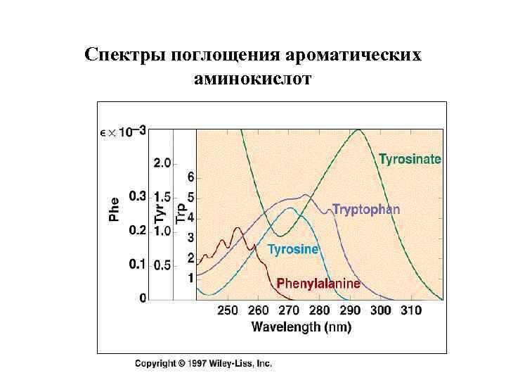 Спектры поглощения ароматических аминокислот 