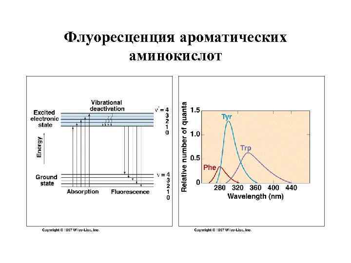 Флуоресценция ароматических аминокислот 