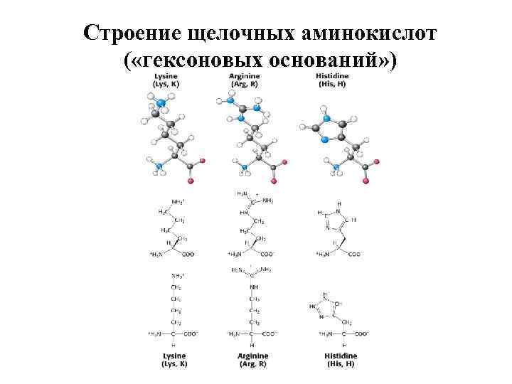 Особенности строения аминокислот. Общая форма щелочных аминокислот. Структура щелоча. Строение щелочи. Особенности строения нейтральных кислых и щелочных аминокислот.