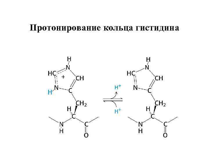 Протонирование кольца гистидина 