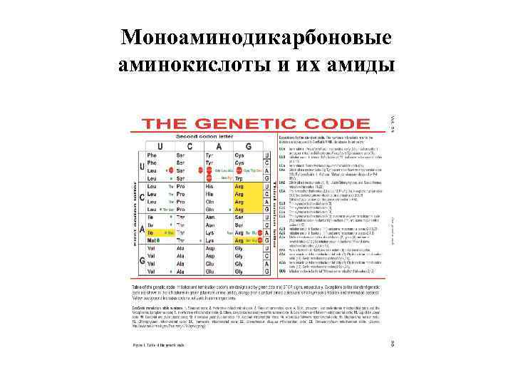 Моноаминодикарбоновые аминокислоты и их амиды 