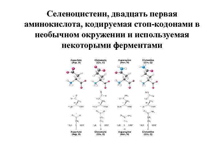 Селеноцистеин, двадцать первая аминокислота, кодируемая стоп-кодонами в необычном окружении и используемая некоторыми ферментами 