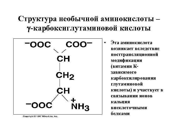 Структура необычной аминокислоты – -карбоксиглутаминовой кислоты • Эта аминокислота возникает вследствие посттрансляционной модификации (витамин