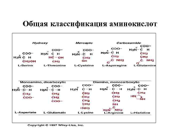 Общая классификация аминокислот 