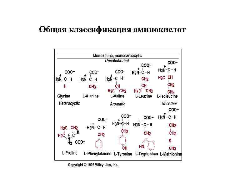 Общая классификация аминокислот 