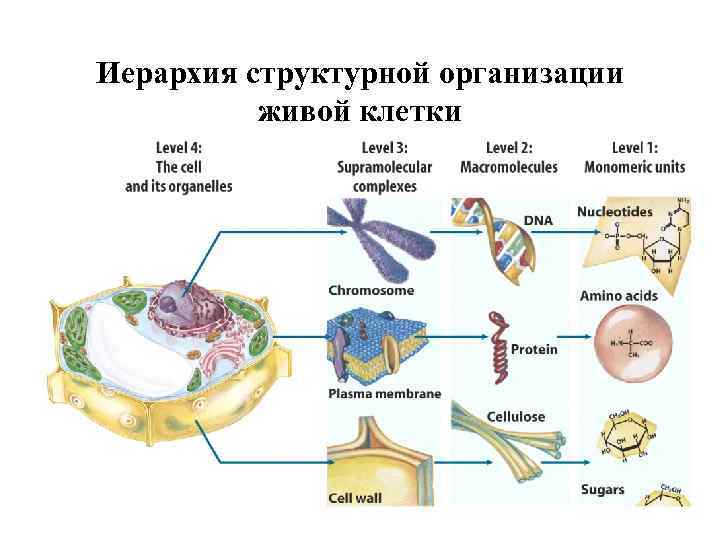 Иерархия структурной организации живой клетки 