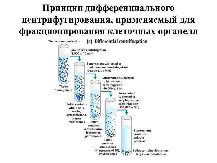 Принцип дифференциального центрифугирования, применяемый для фракционирования клеточных органелл 