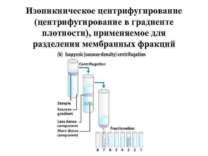 Изопикническое центрифугирование (центрифугирование в градиенте плотности), применяемое для разделения мембранных фракций 