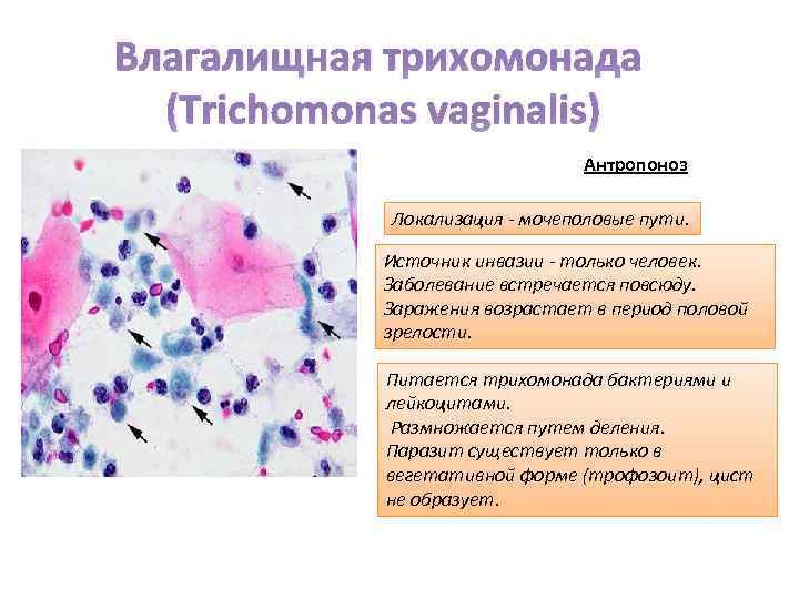 Влагалищная трихомонада (Trichomonas vaginalis) Антропоноз Локализация - мочеполовые пути. Источник инвазии - только человек.