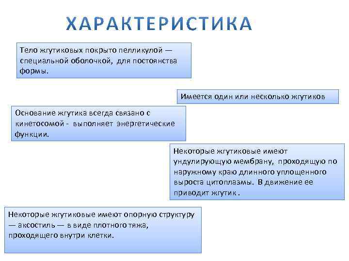 Тело жгутиковых покрыто пелликулой — специальной оболочкой, для постоянства формы. Имеется один или несколько