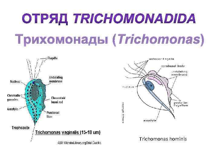 Трихомонады (Trichomonas) Trichomonas hominis 