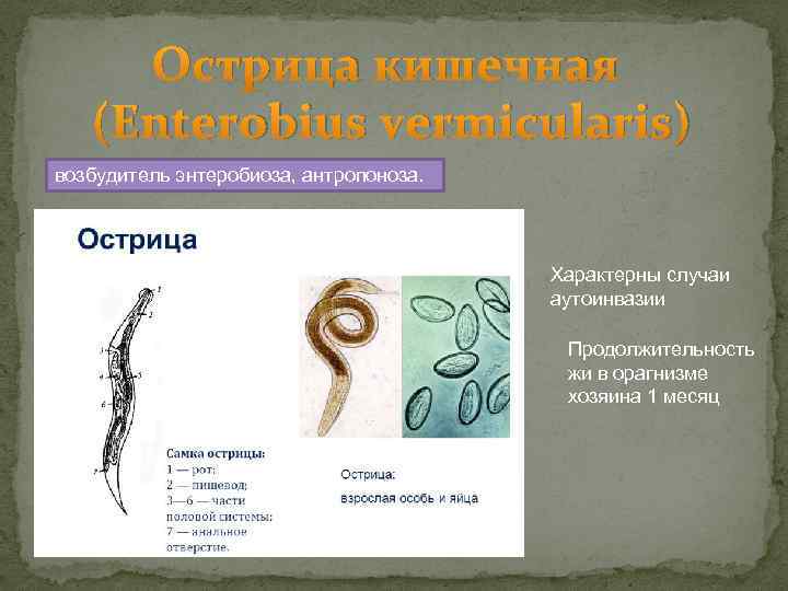 Острица кишечная (Enterobius vermicularis) возбудитель энтеробиоза, антропоноза. Характерны случаи аутоинвазии Продолжительность жи в орагнизме