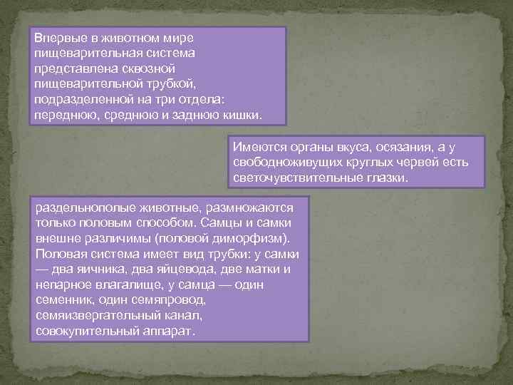 Впервые в животном мире пищеварительная система представлена сквозной пищеварительной трубкой, подразделенной на три отдела: