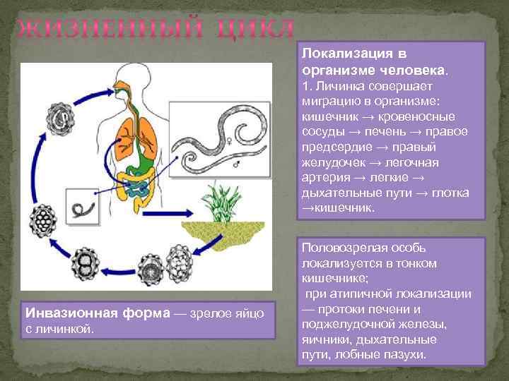 Локализация в организме человека. 1. Личинка совершает миграцию в организме: кишечник → кровеносные сосуды